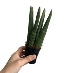 스투키 20cm 2개입 공기정화식물 소형 관엽식물 플랜테리어 대성식물 : 대성식물