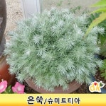 은쑥/슈미트티아나4치모종 10개 국화과 다년초 : 들꽃닷컴