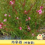 가우라 바늘꽃 3치모종 30개세트 : 들꽃닷컴