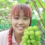완숙 샤인머스켓  망고포도 3kg (3~5수) : 별빛촌농장