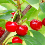몽블랑시 타트체리분말 가루 TARTCHERRY 타르트 타트 체리 다트 채리 꿀잠 효능 : 프롬포유