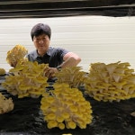 정직하게 키운 미남 노랑느타리버섯 600g 농장직송 : 의령착한농장