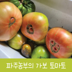 가보토마토 에어룸토마토 맛있는토마토 희귀, 방울 큰토마토 건강토마토 다이어트토마토 : 지민농장-파주농부