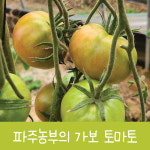 가보토마토 에어룸토마토 맛있는토마토 희귀, 방울 큰토마토 건강토마토 다이어트토마토 : 지민농장-파주농부