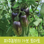 가보토마토 에어룸토마토 맛있는토마토 희귀, 방울 큰토마토 건강토마토 다이어트토마토 : 지민농장-파주농부