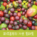 가보토마토 에어룸토마토 맛있는토마토 희귀, 방울 큰토마토 건강토마토 다이어트토마토 : 지민농장-파주농부