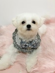 강아지 고양이 손뜨개 오블리크 리본 케이프-그레이 : 하이쥬디
