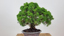 웅장함이 좋은 향나무 분재(사어천) : 손바닥 정원