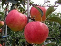 사과나무 묘목 홍로 미얀마 미시마 부사 미야비 시나노 m26이중접목 : 대성농원