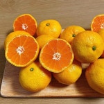 제주 감귤 조생 노지귤 로얄과 고당도 10kg 5kg : 제주좋은농장