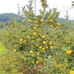 황금사과 영주사과 시나노골드 5kg : 소백순천사과농장