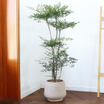 남천나무 아름다운 가을 단풍 빈티지토분 : 한가족농원