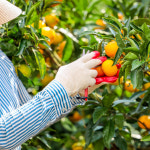 제주 서귀포 노지감귤 극조생감귤 가정용 10kg : 제주감귤 기안농원