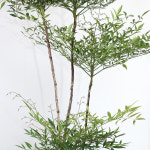 남천나무 아름다운 가을 단풍 빈티지토분 : 한가족농원