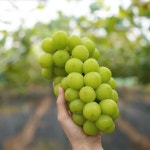 초아농원 샤인머스켓 2kg : 민생상회