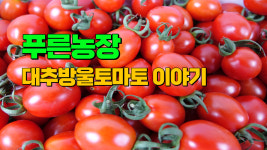 식감좋은 대추방울토마토 2kg : 익산푸른농장