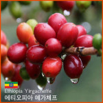에티오피아 예가체프 G2 워시드 500g : 퍼플빈커피