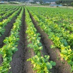 생무청 시래기용 무청 우거지 무청시래기 무시래기 무우청 생무우청 : 혜은농원