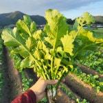 생무청 시래기용 무청 우거지 무청시래기 무시래기 무우청 생무우청 : 혜은농원