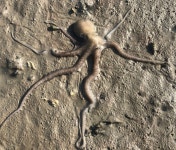 산낙지 목포 무안 세발낙지 신안 뻘낙지 탕탕이 : 목포 수산