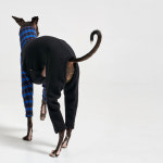 클래시 올인원 2color 블루 이탈리안 그레이하운드 의류 아이쥐 옷 : 로앤탐