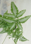 아지리 무늬고사리 농장에서 바로직송 10cm  포트  반려식물  공기정화식물  미세먼지  관상식물 양치식물 음지식물 인테리어식물  꽃보러가자... 