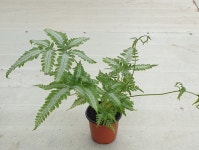 아지리 무늬고사리 농장에서 바로직송 10cm  포트  반려식물  공기정화식물  미세먼지  관상식물 양치식물 음지식물 인테리어식물  꽃보러가자... 