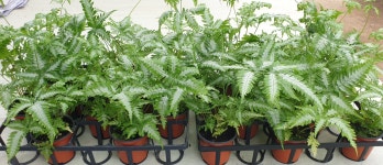 아지리 무늬고사리 농장에서 바로직송 10cm  포트  반려식물  공기정화식물  미세먼지  관상식물 양치식물 음지식물 인테리어식물  꽃보러가자... 