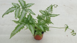 아지리 무늬고사리 농장에서 바로직송 10cm  포트  반려식물  공기정화식물  미세먼지  관상식물 양치식물 음지식물 인테리어식물  꽃보러가자... 