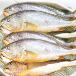 사리수산 흑산도(원)참조기/5마리/50마리(21cm내외) : 흑산도사리수산