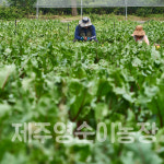 비트 콜라비 흙당근 건강즙 제주직송  제주영순이농장 : 제주영순이농장