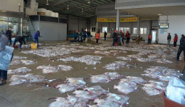 사리수산 흑산도홍어1.2kg 싱싱/약간삭힘/중간삭힘/강한삭힘 : 흑산도사리수산