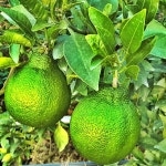 향이좋고 청담기 좋은 청한라봉  5kg : 제주행복농장