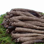 국내산 100% 후금이네 더덕 참더덕 1kg 중 45뿌리내외 : 진생마트