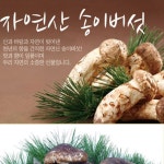 양양송이버섯 국내산 강원도 자연 송이 버섯 : 블루밤