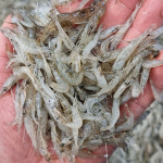 국내산 토종 민물새우 500g , 100%자연산 새뱅이 토하 생새우 새우 : 자연나라다슬기