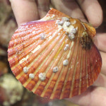 통통한 가리비 프리미엄 홍가리비 1kg : 럭키 수산