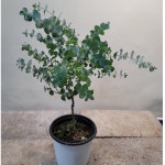 블랙잭유칼립투스(한목대) 비염에좋은아이에요  (은근한 향이 나네요) : 범수농장