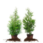 측백 그린자이언트 P18포트 - 속성수 서양측백 생울타리 상록수 카페나무 나무재테크 : 더잭팜