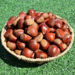 햇밤 공주밤 정안밤 산지직송 햇밤 2kg 4kg : 푸드아띠
