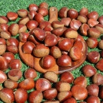 햇밤 공주밤 정안밤 산지직송 햇밤 2kg 4kg : 푸드아띠