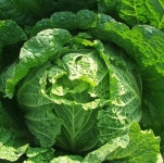 [산지직송] 전북 무주 구천동 덕유산 고랭지 절임배추 20KG 반디농원 절인배추 : 반디농원