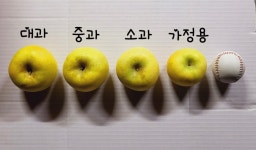 [산지직송][GAP인증] 강원도 양구 황금사과 시나노골드사과 5kg : 바랑골 농장