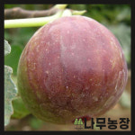 (나무농장) 무화과나무 승정도후인 결실주 분 : 우리나무농장