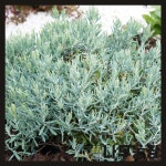 (나무농장) 각시석남(블루라군) 10L 화분 : 우리나무농장