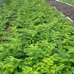 씨티농장 칠자화 칠자화나무 화분 H1.0 개화주 조경수 정원수 인기수종 : 씨티농원