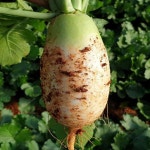 고창 황토밭 동치미 천수무 16kg내외 (무청포함) 한박스가득 지호네농장 : 지호네농장