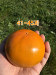 진영 창원 단감 10kg : 손씨네 단감농장