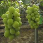 제철 망고포도 샤인머스켓 2kg, 4kg : 유창농장