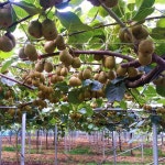 농장직송 제주 레드키위 홍다래 1kg 3kg 5kg : 제주선돌농장